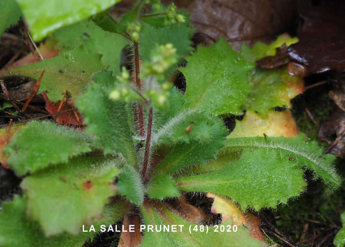 Saxifrage, French leaf